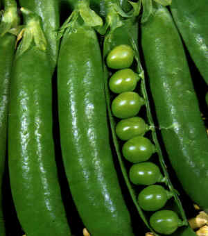 pisello.jpg (104079 byte)